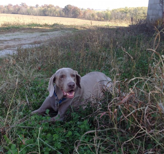 Duke Farm Dog