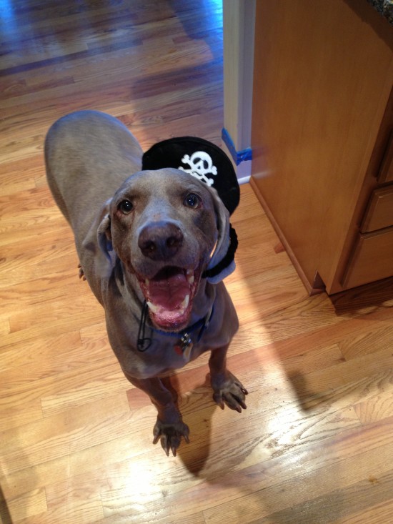 Duke Halloween Pirate